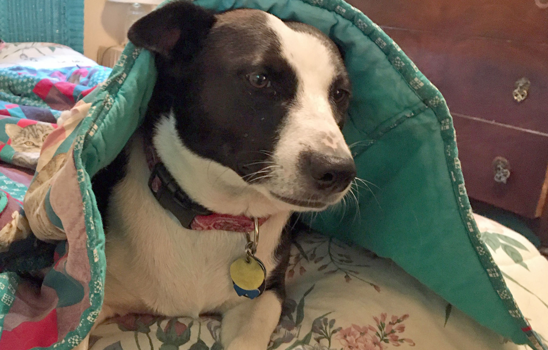 Keep pets safe over holiday